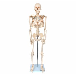 modelo-esqueleto-oitentacinco-cm-wl-mtc-shop